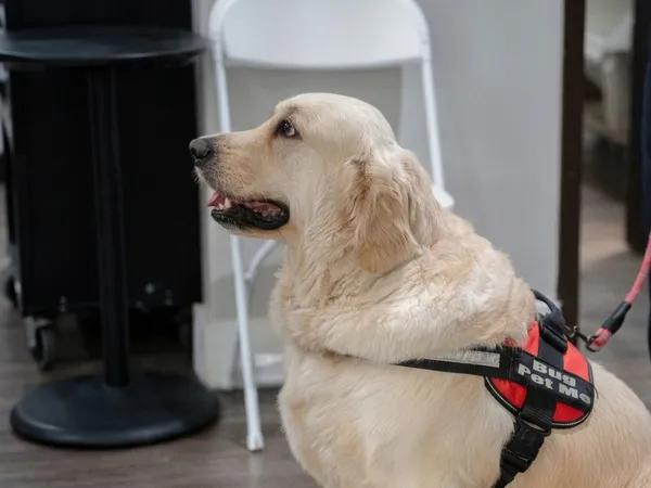 A therapy dog provides essential emotional support and comfort to patients during specialized canine assisted clinical sessions.