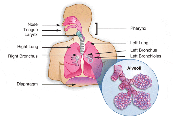 the human respiratory system