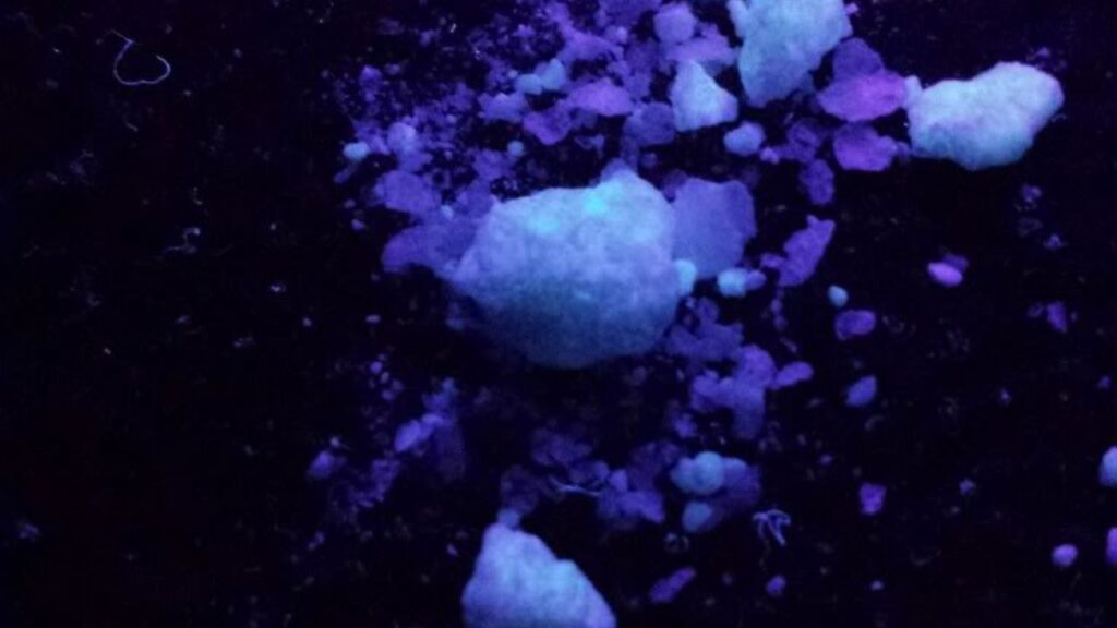 Cocaine under UV light