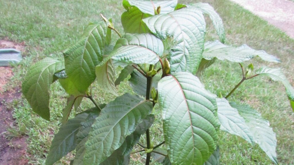 Kratom tree