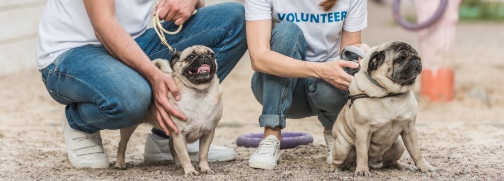 Young woman enjoys volunteering at animal shelter following mental health and substance abuse treatment at Destination Hope in Fort Lauderdale FL